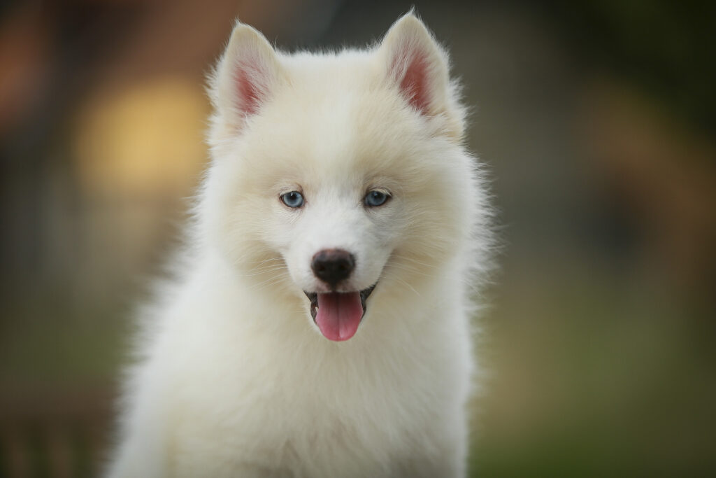 CHIOT-POMSKY-ORNE