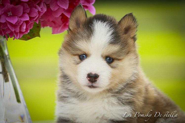 Pomsky masque husky