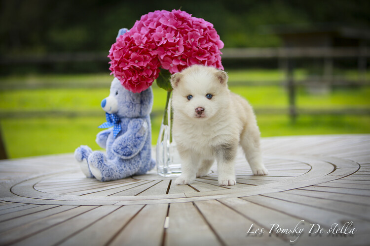 male pomsky