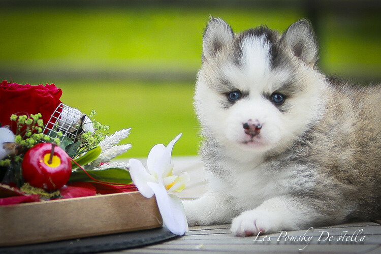 Pomsky f3